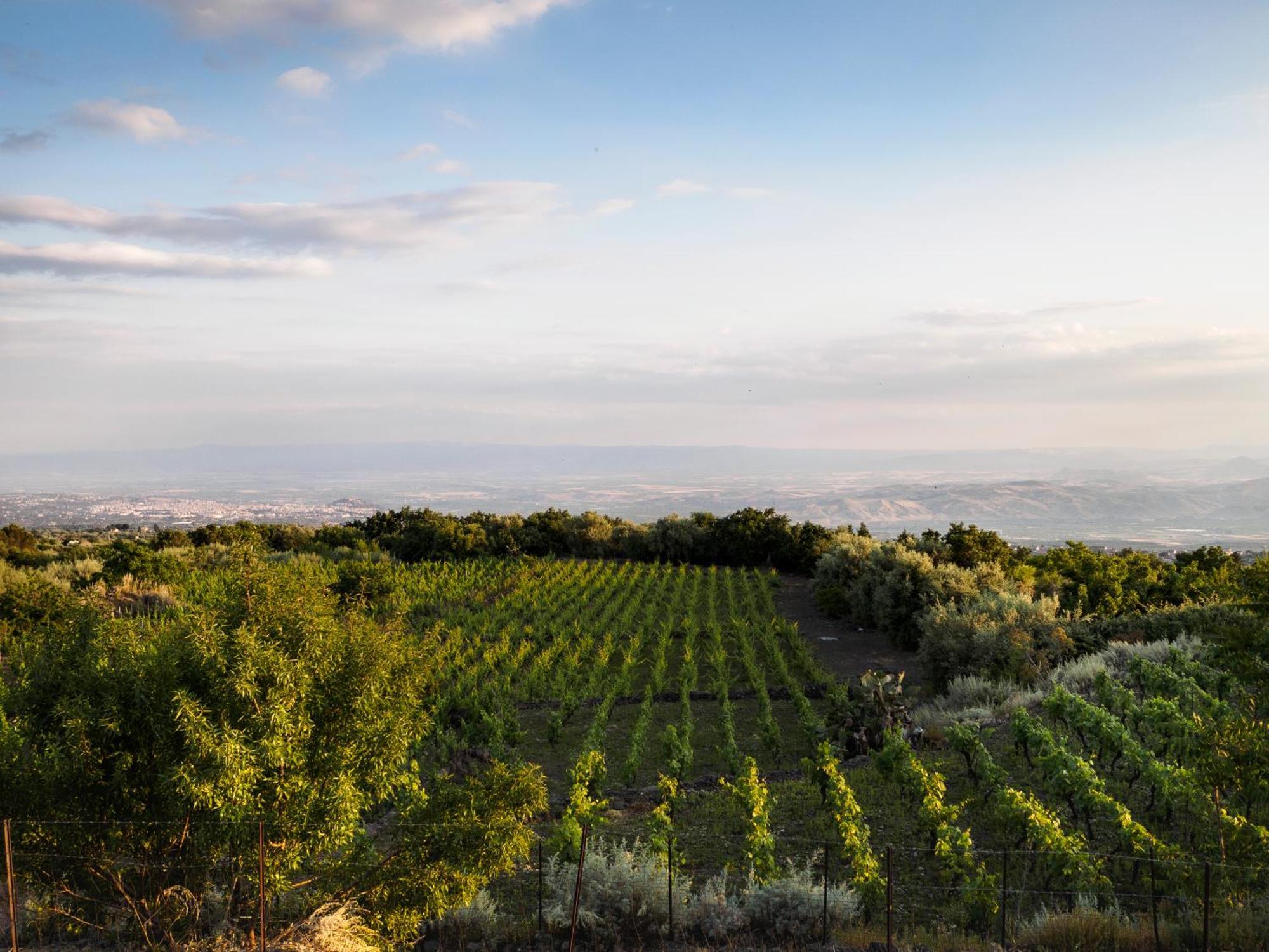 Podere Dell'Etna Segreta - Essential Nature Hotel & Glamping Б'янкавілла Екстер'єр фото